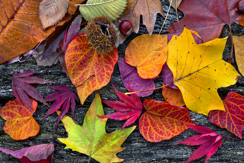 Read more about the article Fall Is One Of The Best Times To Service Your HVAC System