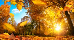 Read more about the article Fall is the Season for HVAC Maintenance, Check Ups