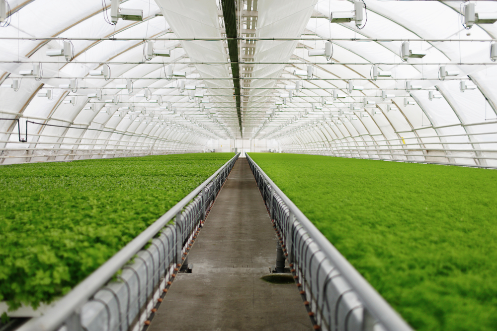 Read more about the article Trane Enters into Agreement with KCC Manufacturing to Serve Rapidly Growing Indoor Agriculture Market